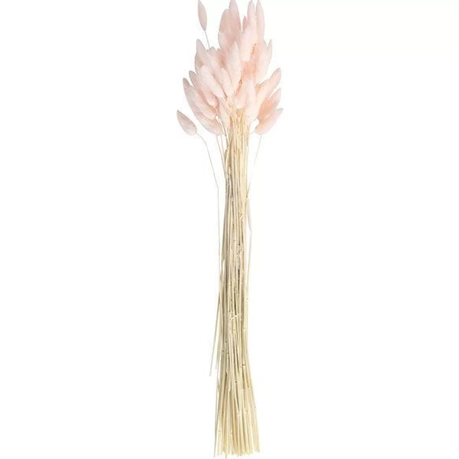 Cheap Party Delights A Touch Of Pampas Blush Pink Dried Bunny Tail Grass (20Pk)